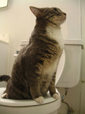 Mèo trên toilet. Nguồn: OntheNet