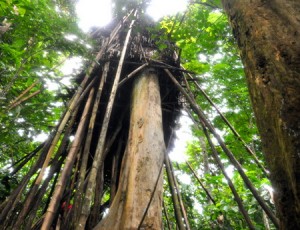 Nhà sàn của cha côn ho Hồ trong khu rừng ở Quảng Ngãi. Nguồn: VNEXPRESS.