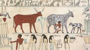 Người Ai Cập cổ thuần hóa bò để lấy sữa. Nguồn Wikipedia.org