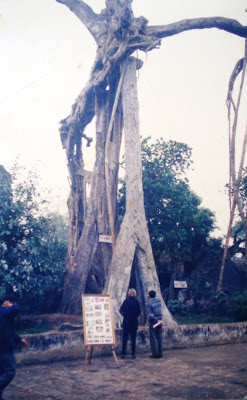 Cây Đa tương truyền do Ngô Quyền tự tay trồng trước đền thờ Hai Bà Trưng ở Cổ Loa (ảnh chụp 1997). Nguồn: taolaoga.blogspot.ca/