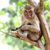 Rhesus_Macaque_Monkey_Sitting_On_A_Tree_600